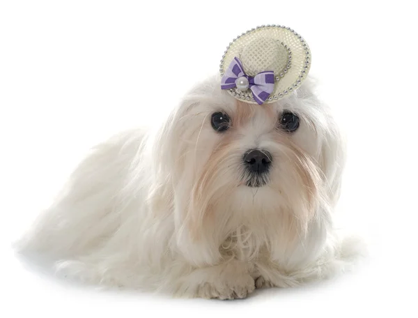 Young maltese dog Royalty Free Stock Photos