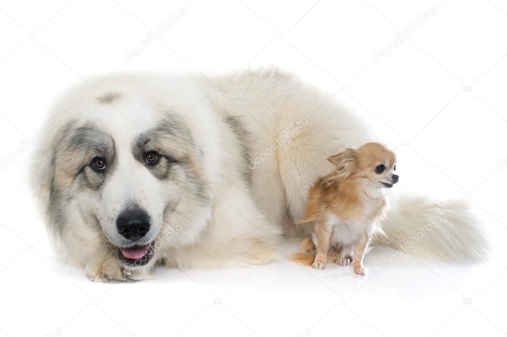 Pyrenean Mountain Dog and chihuahua
