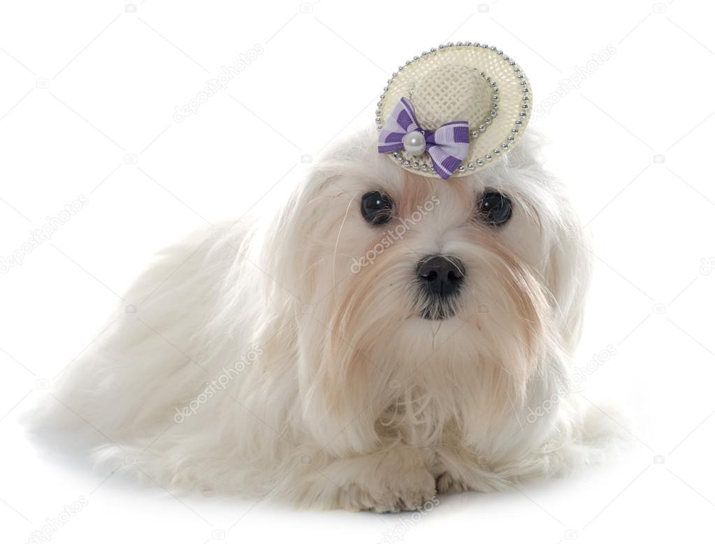 young maltese dog