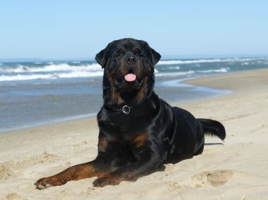 Rottweiler sahilde