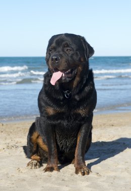 Rottweiler sahilde