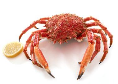 red spider crabs clipart