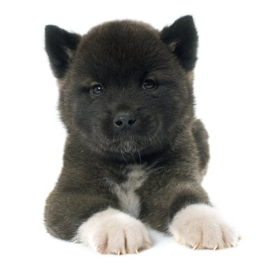 Amerikan akita köpek yavrusu