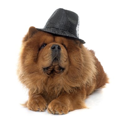 Chow chow köpek
