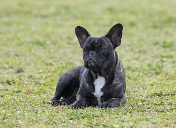 法国斗牛犬的本性 — 图库照片