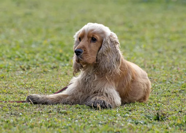 Bruin cockerspaniël — Stockfoto