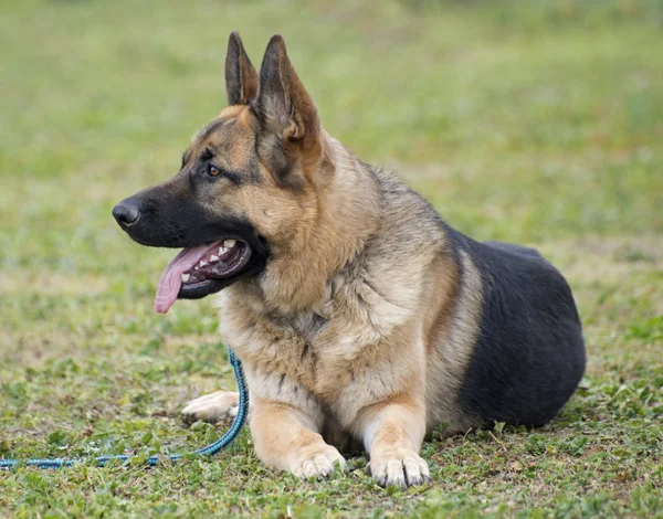 Berger allemand dans la nature — Photo