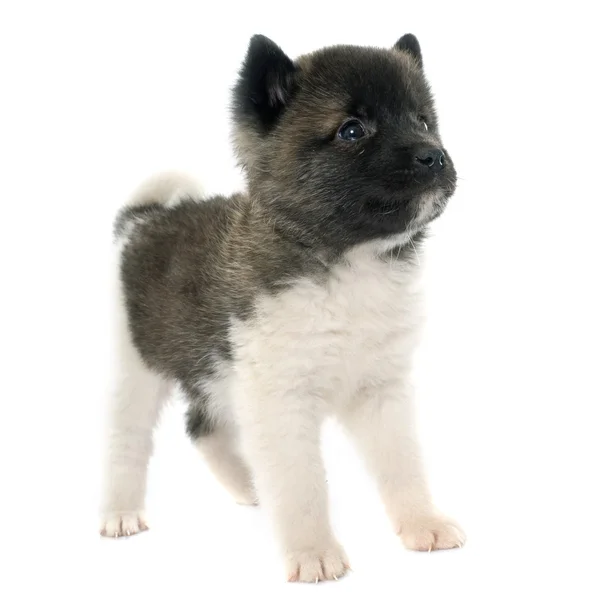 Valp american akita — Stockfoto