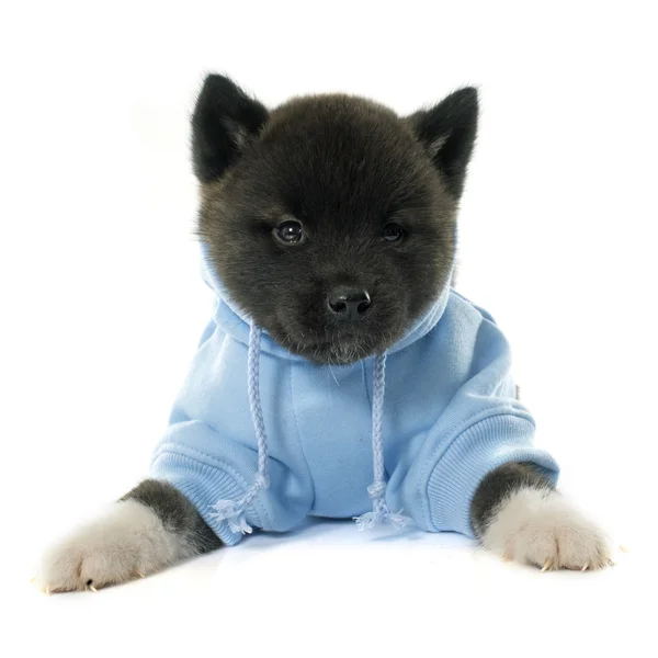 Vestito cucciolo americano akita — Foto Stock