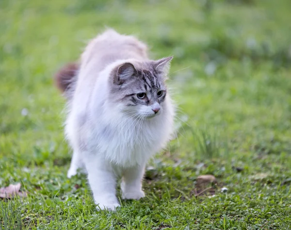 Birman gato en la naturaleza —  Fotos de Stock