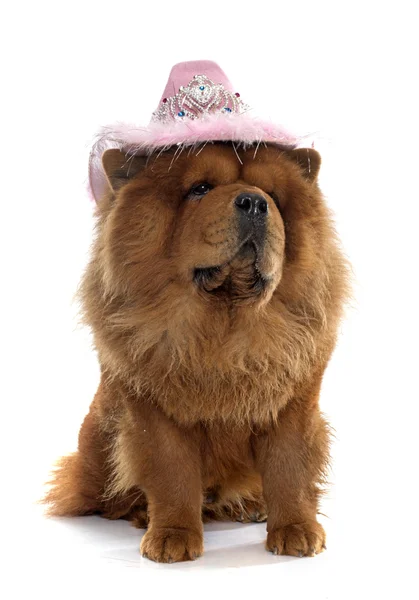 Chow chow dog — Stock Photo, Image