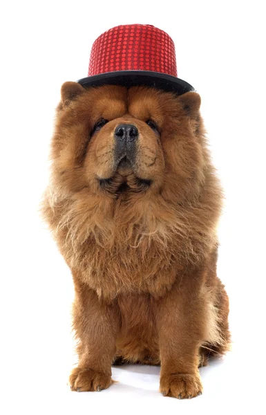 Chow chow hund — Stockfoto