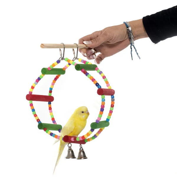 Playing parakeet and Cockatiel — Stock Photo, Image