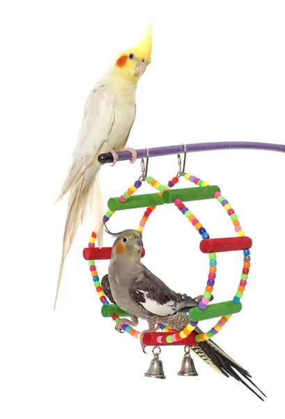 Jugando perico y Cockatiel — Foto de Stock