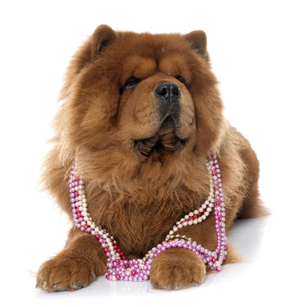 Chow chow hund — Stockfoto