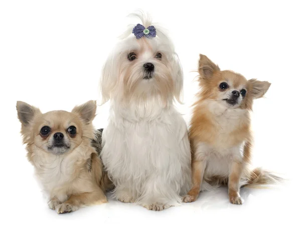 Chihuahuas and maltese dog — 图库照片