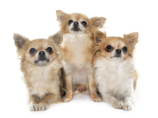 Chihuahuas grubu — Stok fotoğraf