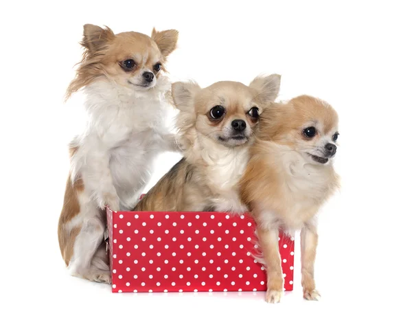 Groupe de chihuahuas — Photo