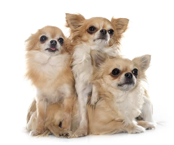 Groep van Chihuahua — Stockfoto