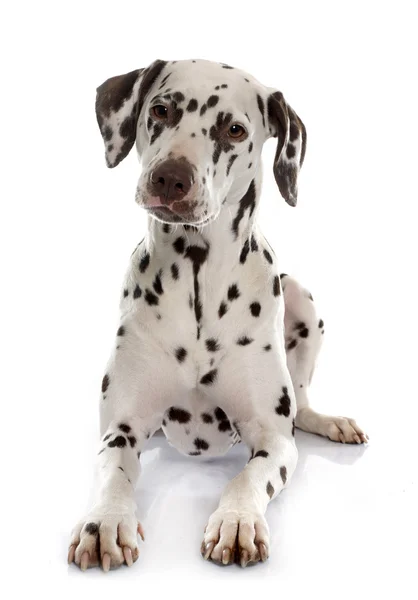 Jonge vrouwelijke Dalmatiër — Stockfoto