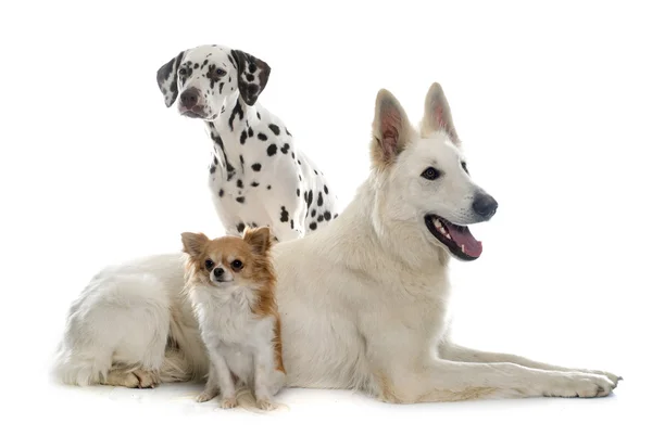 Tres hermosos perros — Foto de Stock