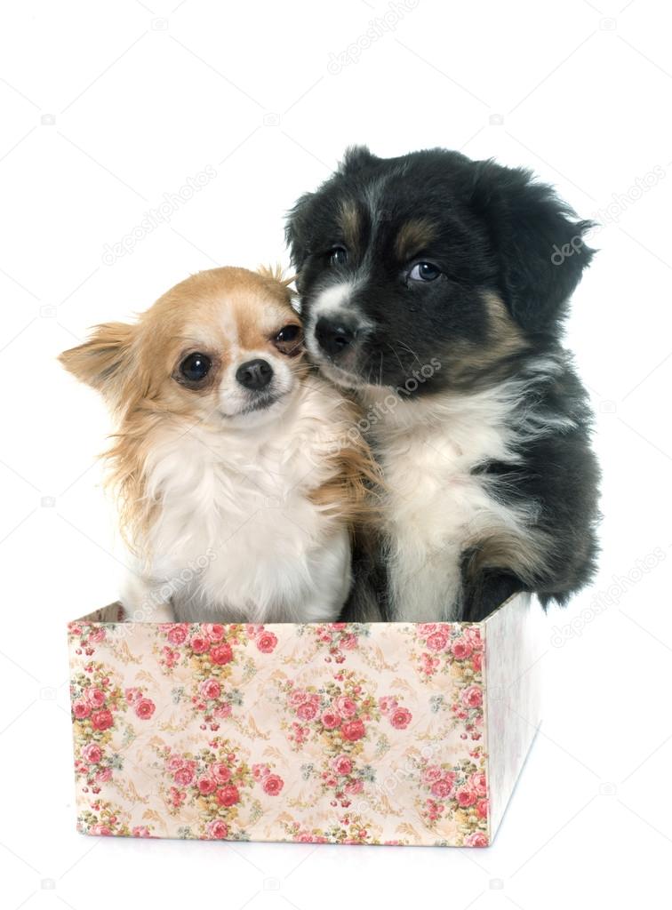 puppy australian shepherd and chihuahua