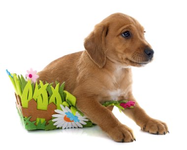 köpek yavrusu labrador geri almak