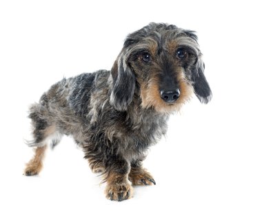 Tel saçlı dachshunds