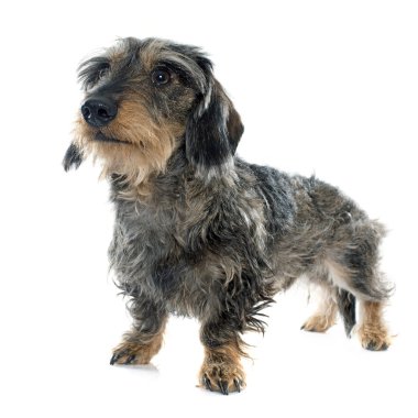 Tel saçlı dachshunds