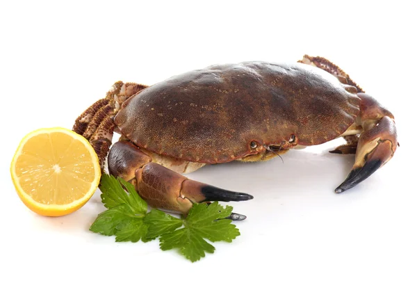 Edible brown crab — Stock Photo, Image