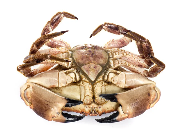 Edible brown crab — Stock Photo, Image