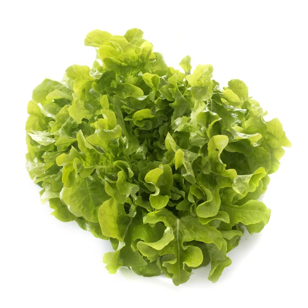 Feuille de chene Salat — Stockfoto