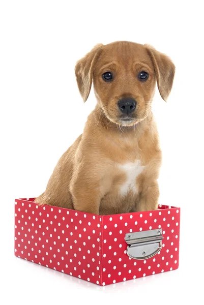 Puppy labrador retriever in box — Stock Photo, Image