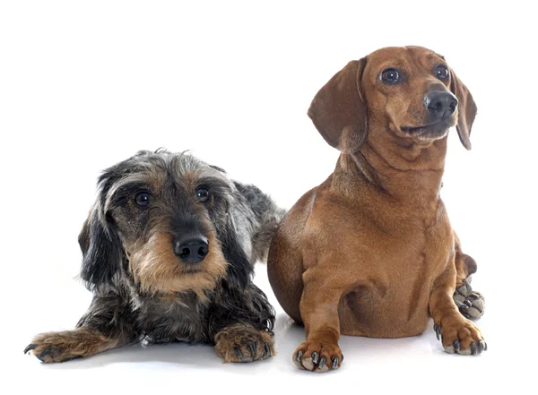 Iki genç dachshunds — Stok fotoğraf