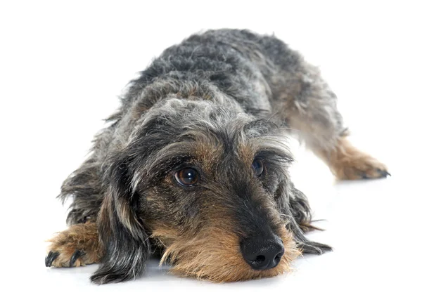 Dachshunds de pêlo de arame — Fotografia de Stock