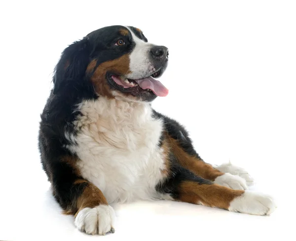 Bernese perro de montaña — Foto de Stock