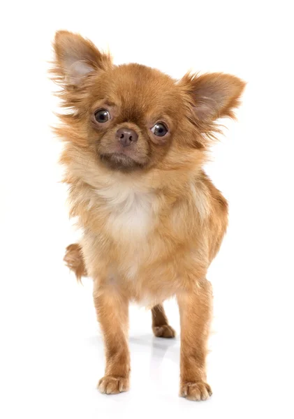 Brauner Welpe Chihuahua — Stockfoto