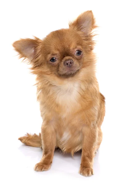 Kahverengi köpek chihuahua — Stok fotoğraf
