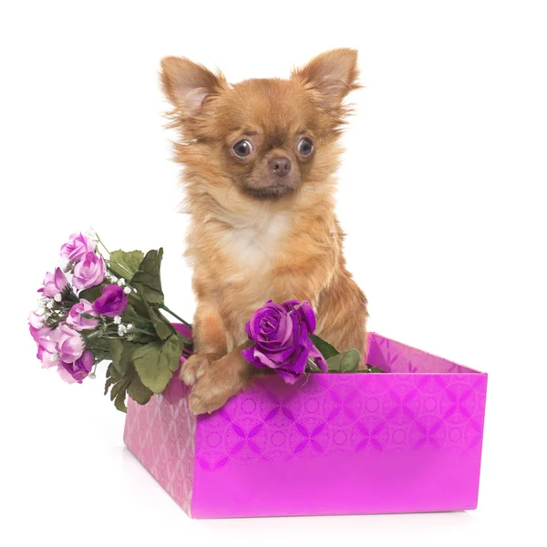 Brown puppy chihuahua — Stock Photo, Image