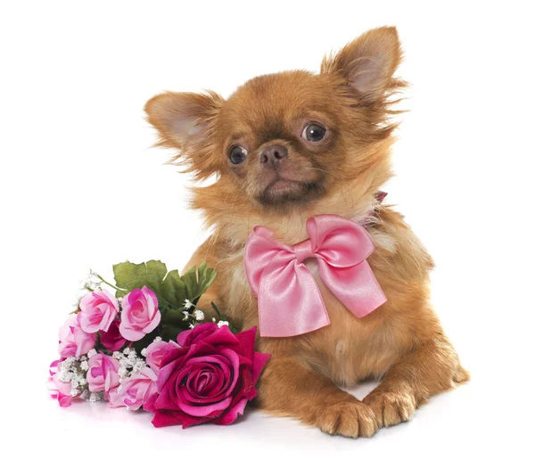 Cachorro chihuahua marrom e flores — Fotografia de Stock