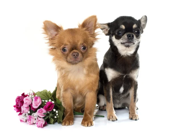 Dois jovens chihuahua — Fotografia de Stock