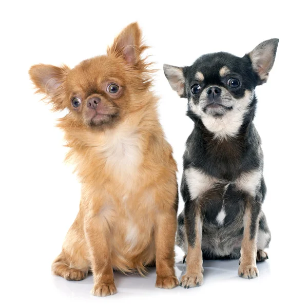 Zwei junge Chihuahua — Stockfoto