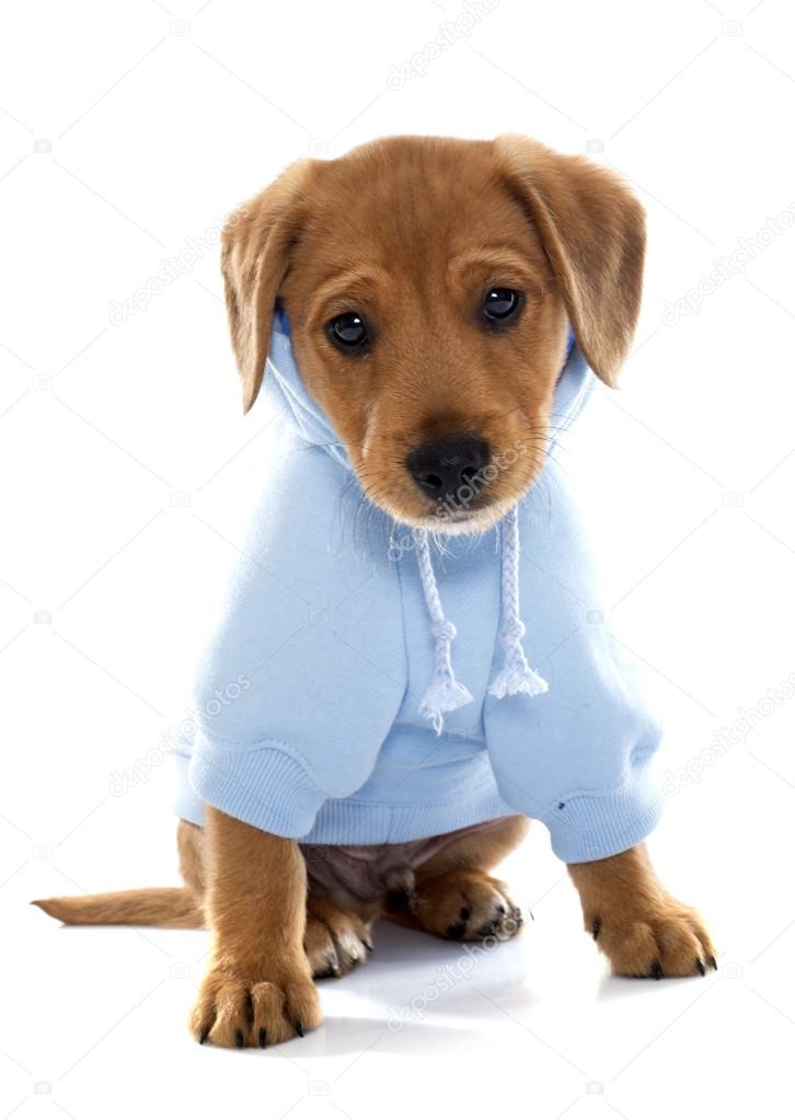 Dressed puppy labrador retriever Stock Photo by 97872448