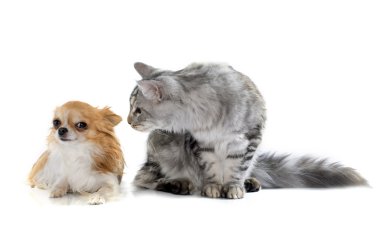 Maine coon kedi ve chihuahua