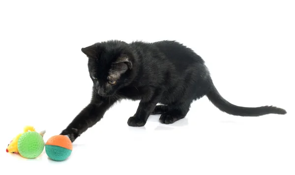 Jonge zwarte kitten — Stockfoto