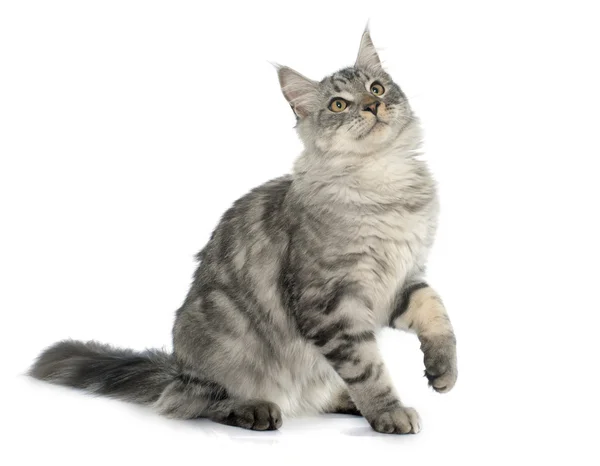 Maine Coon gatto — Foto Stock