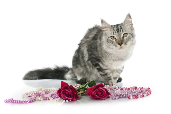 Maine coon kot i róża — Zdjęcie stockowe