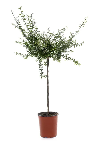 Australiska finger limefrukttree — Stockfoto