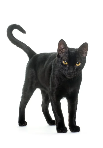 Junge schwarze Katze — Stockfoto