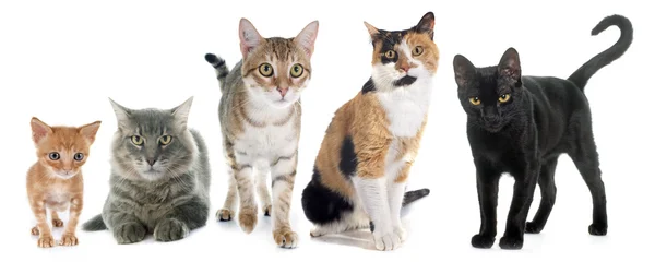 Grupp av katter — Stockfoto